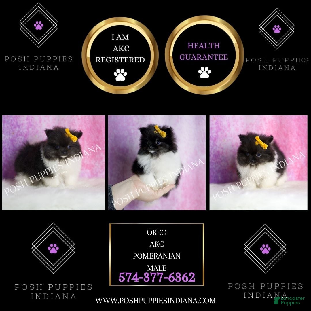 Pomeranian dogs Oreo - Ad 2