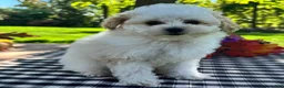 Miniature Poodle dogs for sale: Gage - Ad 4