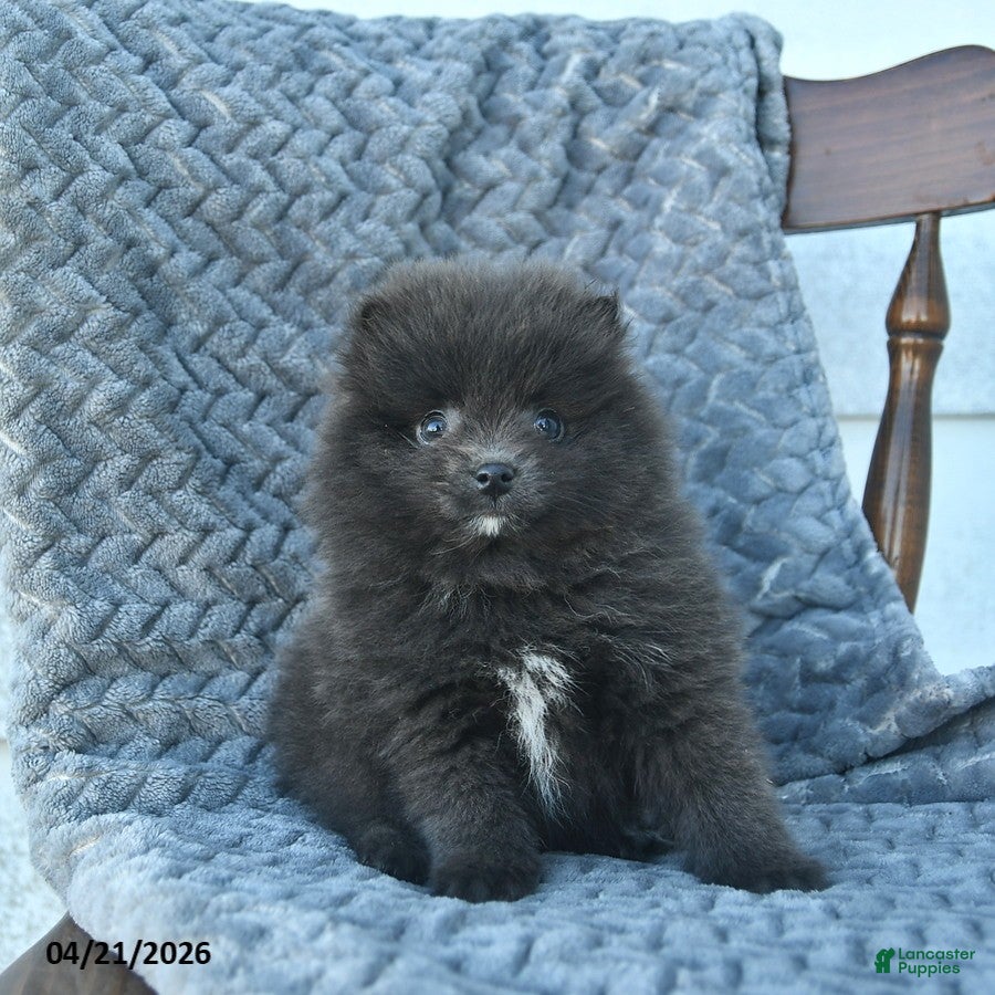 Pomeranian dogs Gator  - Ad 2
