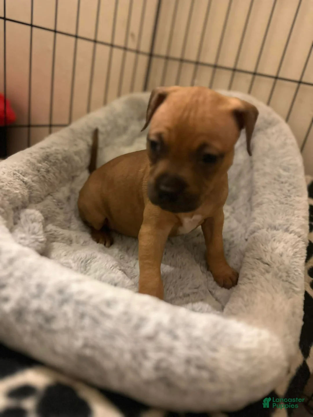 American Staffordshire Terrier dogs for sale: American Staffordshire Terrier Puppy 2 - Ad 1