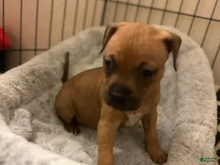 American Staffordshire Terrier dogs American Staffordshire Terrier Puppy 2 - Ad 7