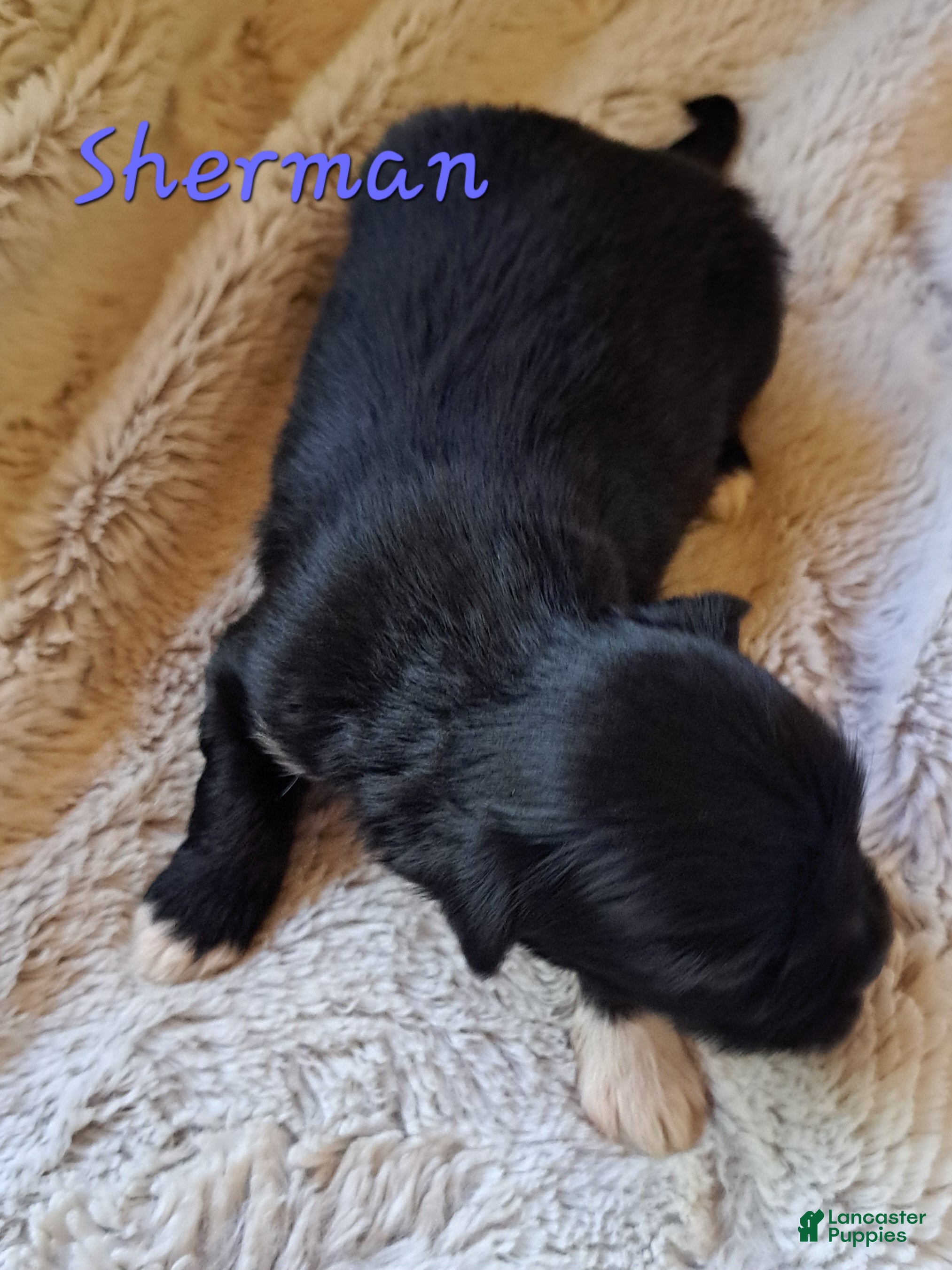 Lhasa Apso dogs for sale: Sherman - Ad 2