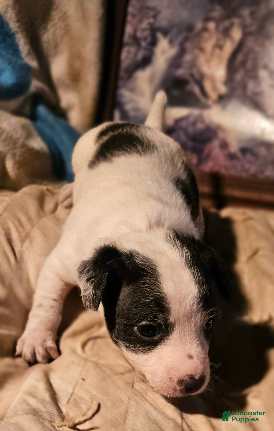 Chihuahua dogs for sale: Rocky - Ad 2