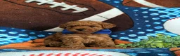 Cavapoo dogs for sale: Norris Hypoallergenic - Ad 3