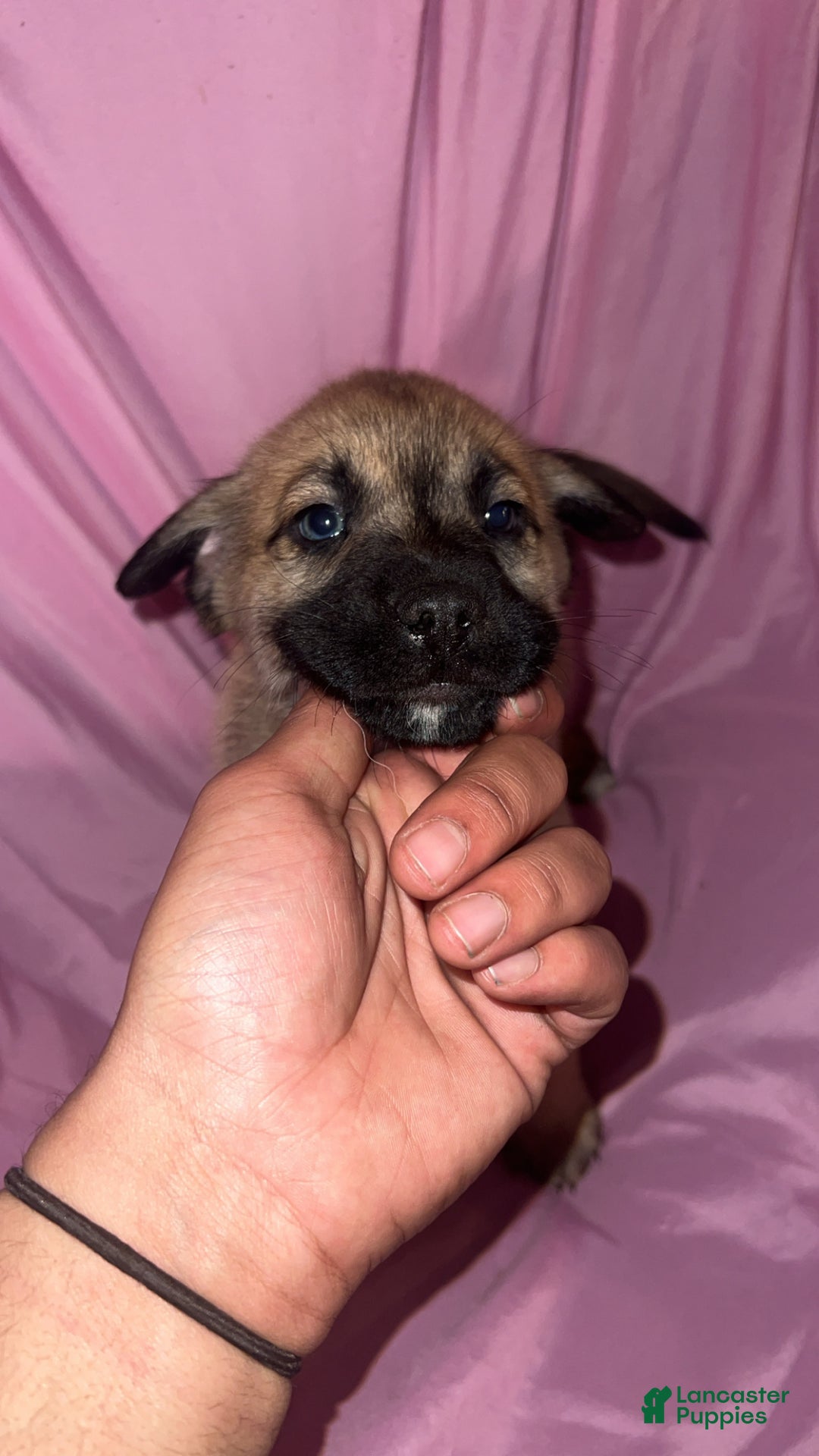 Mixed Breed dogs for sale: Boy 1 - Ad 2