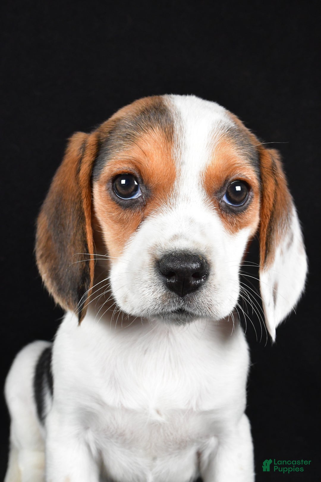 Beagle dogs for sale: Abby - Ad 7