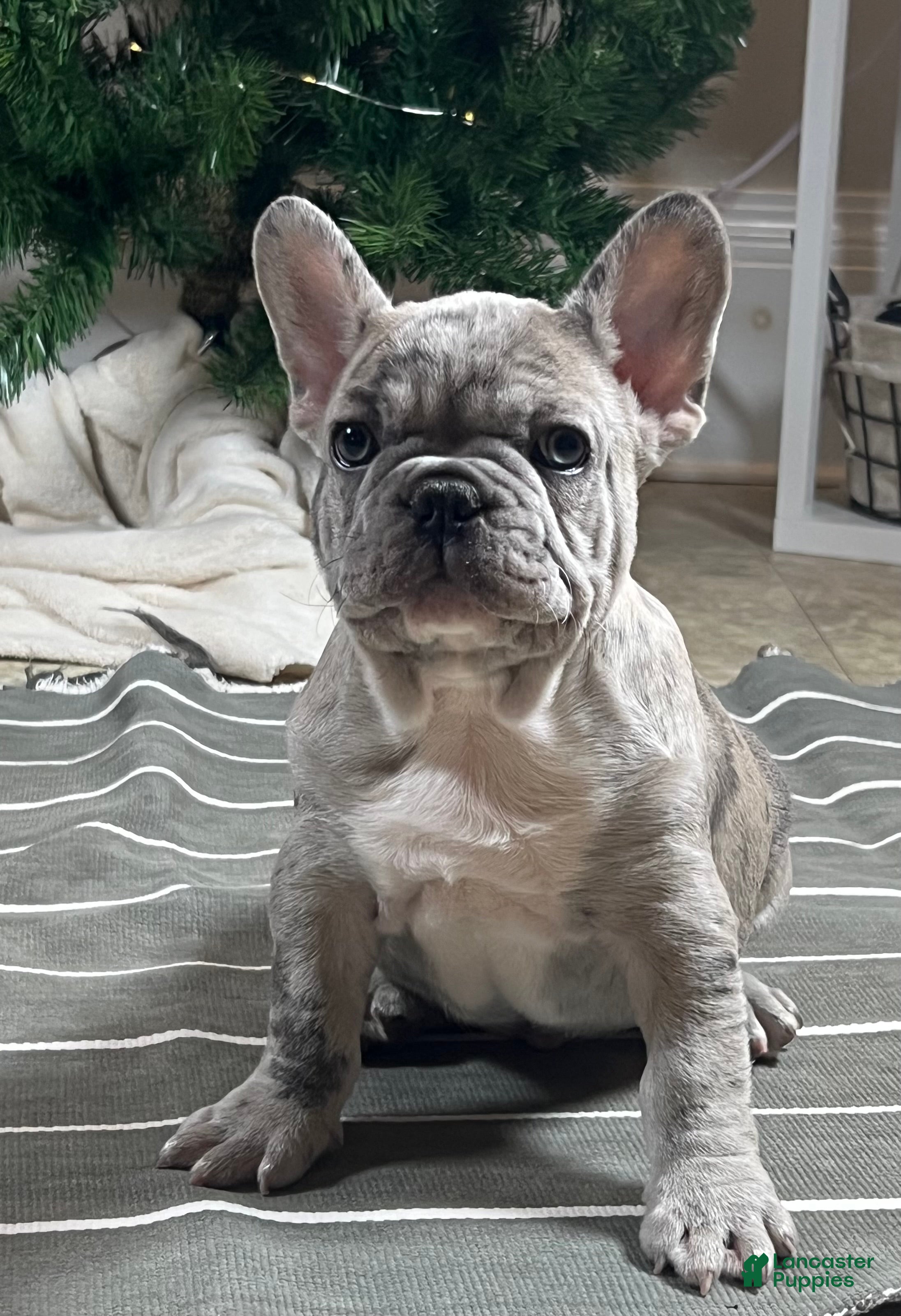 French Bulldog dogs Oscar - Ad 30