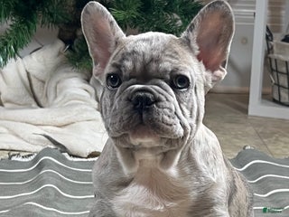 French Bulldog dogs Oscar - Ad 36