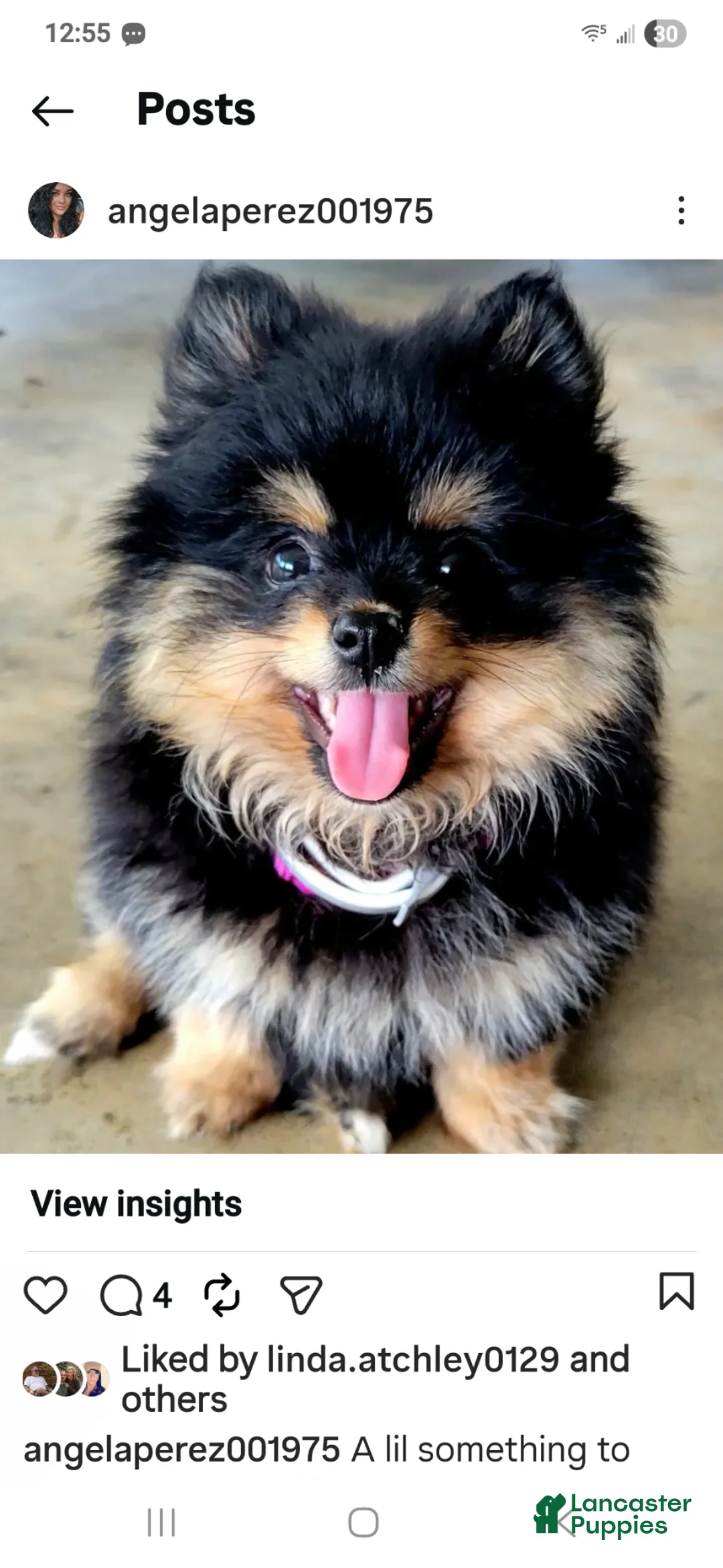 Pomeranian dogs for sale: Pomeranian Puppy 2 - Ad 3