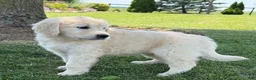 Golden Retriever dogs for sale: Papaya - Ad 3