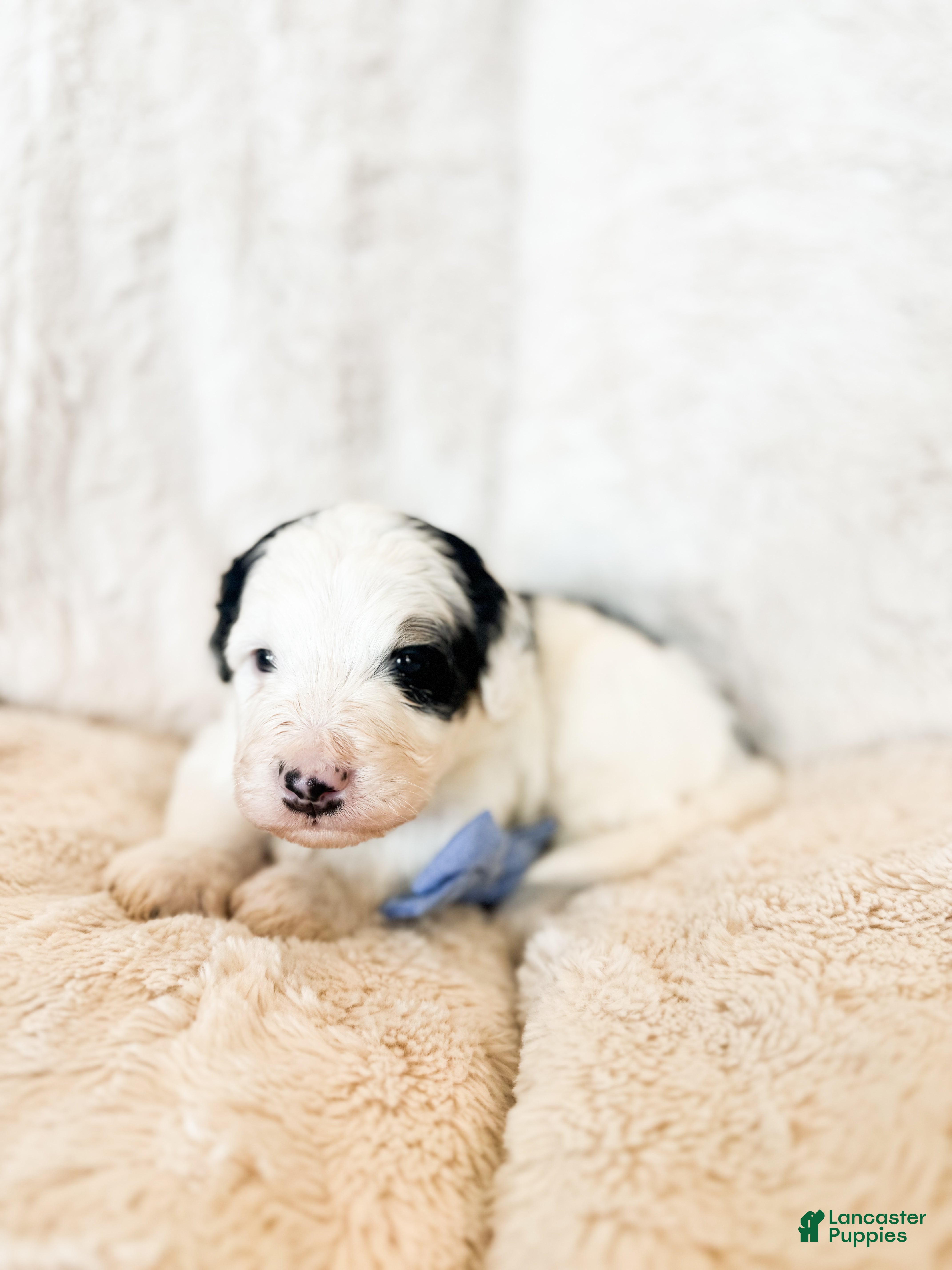 Bernedoodle dogs 'Alfalfa' Blue Collar Male Medium Bernedoodle - Ad 2