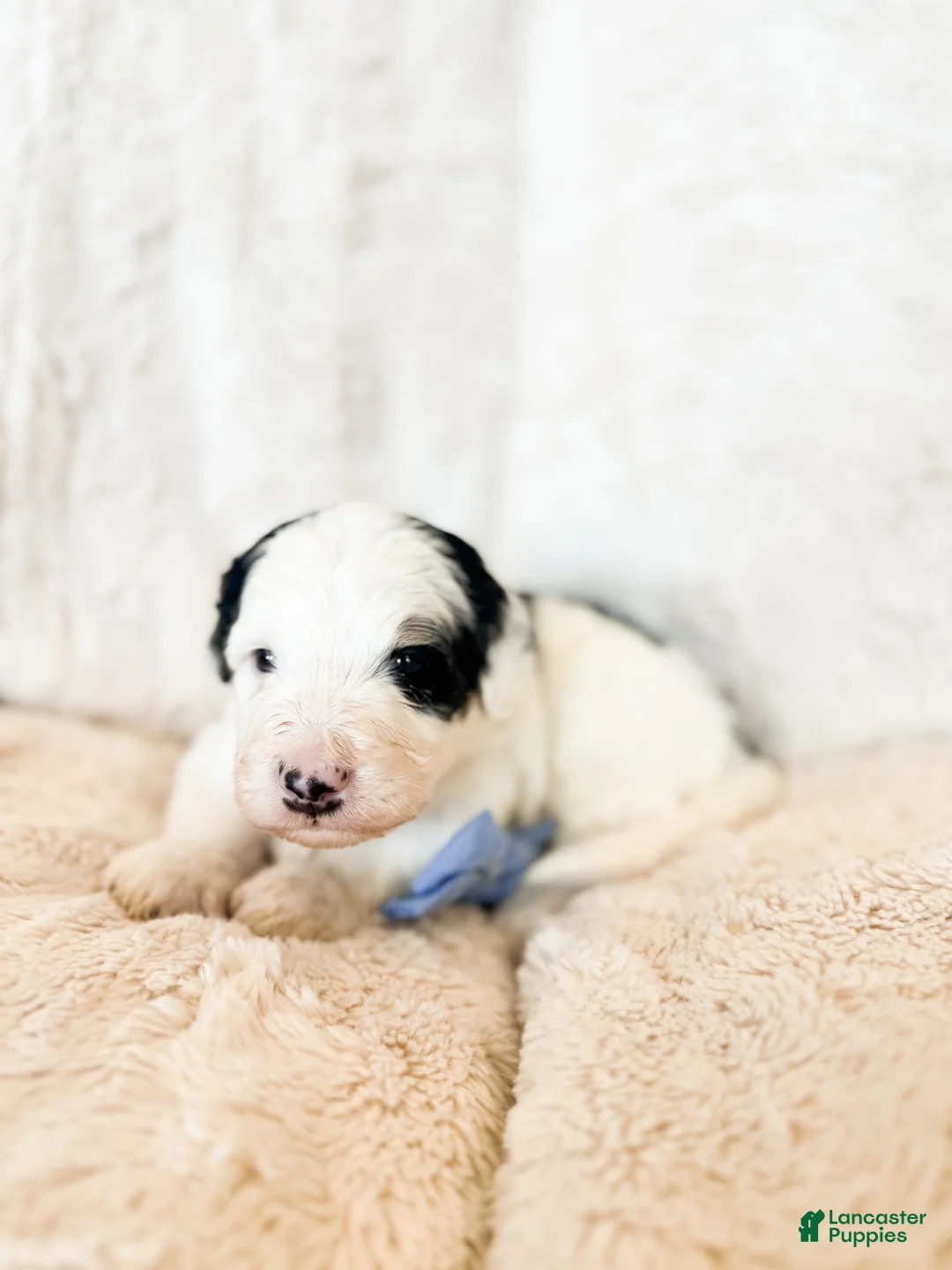 Bernedoodle dogs for sale: 'Alfalfa' Blue Collar Male Medium Bernedoodle - Ad 2