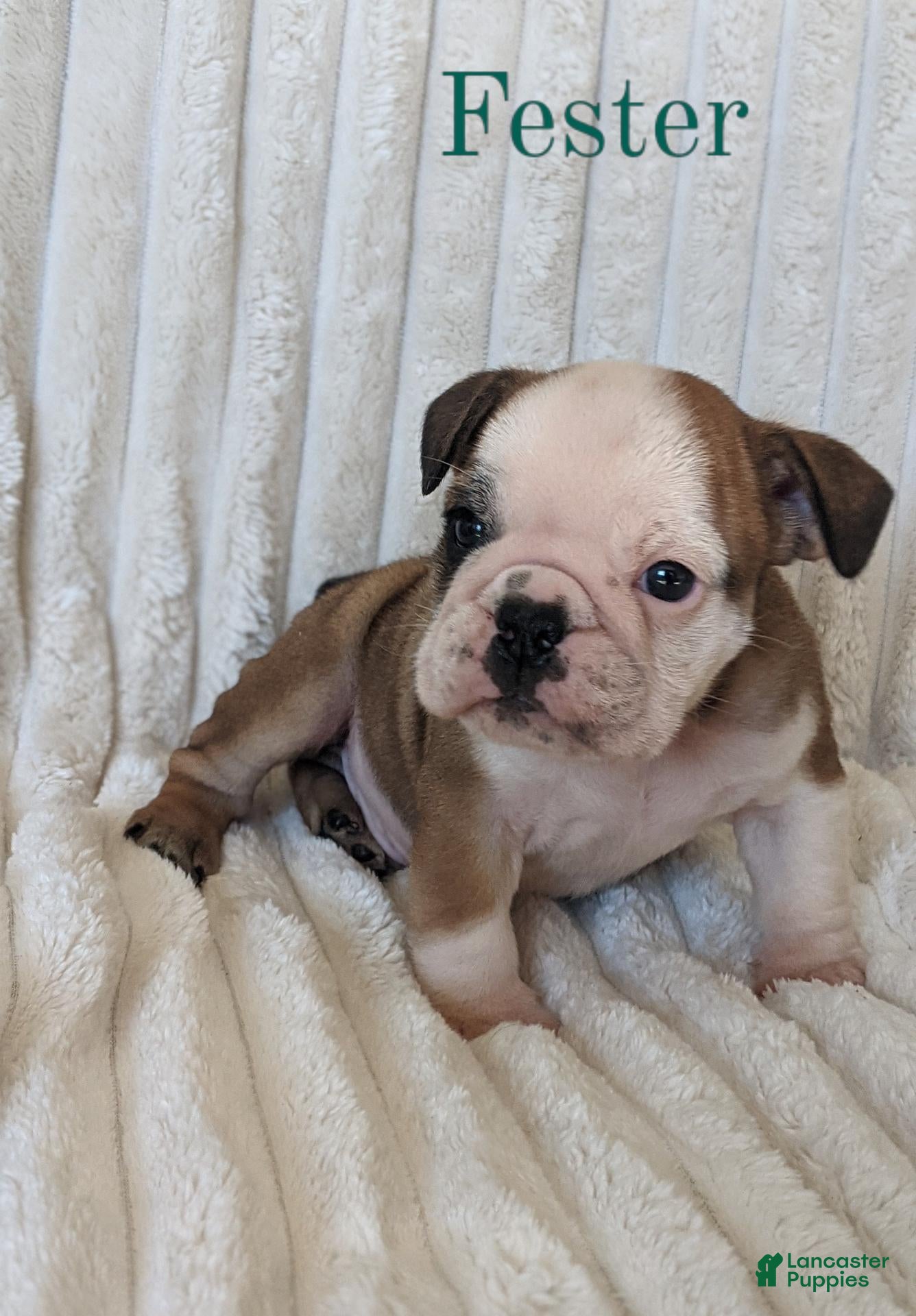English Bulldog dogs for sale: AKC Fester  - Ad 1