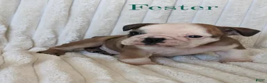 AKC Fester 