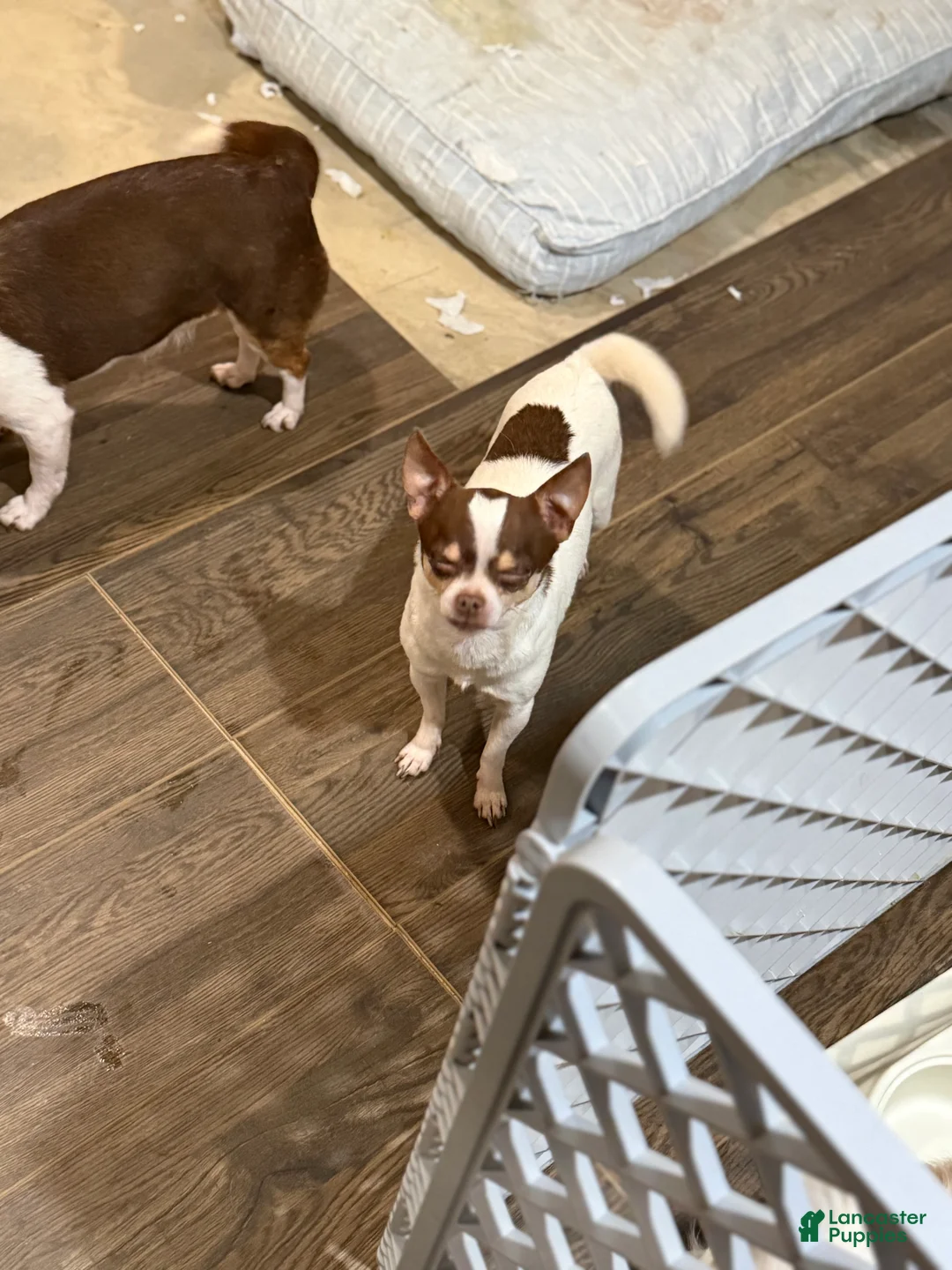 Chihuahua dogs for sale: Peanut  - Ad 2