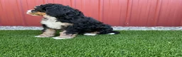 Bernedoodle dogs for sale: Begonia - Ad 3