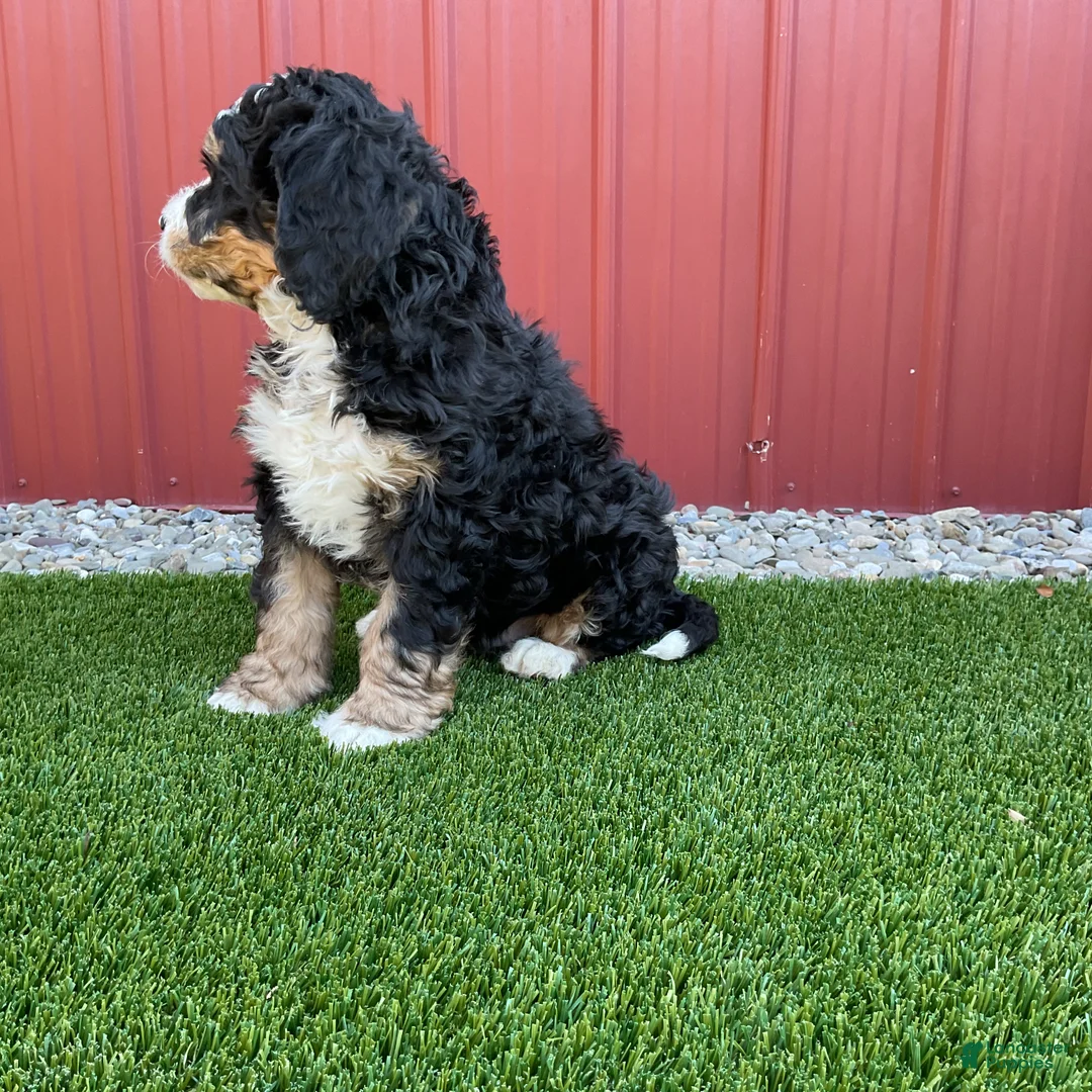 Bernedoodle dogs for sale: Begonia - Ad 3