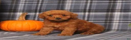 Miniature Poodle dogs for sale: Haven - Ad 3