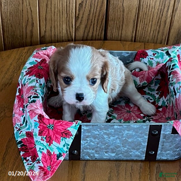 Cavalier King Charles Spaniel dogs Cinnamon - Ad 15