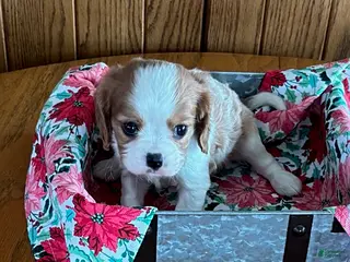 Cavalier King Charles Spaniel dogs Cinnamon - Ad 32