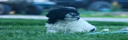 Cavapoo dogs for sale: Gracie  - Ad 8