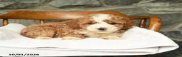 Mini Aussiedoodle dogs for sale: Sebastian - Ad 5
