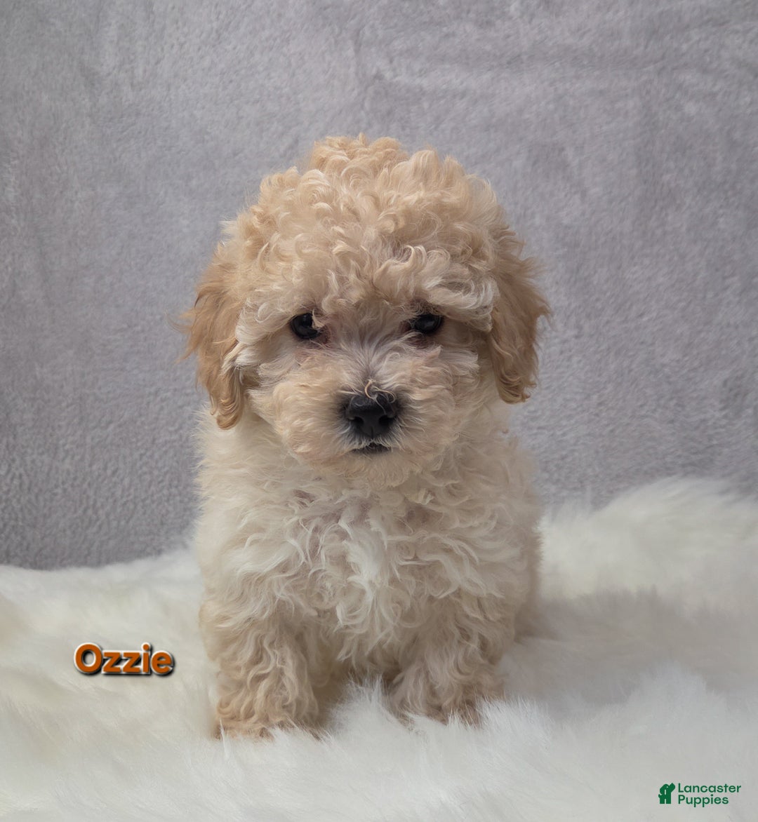 Maltipoo dogs for sale: Ozzie - Ad 5