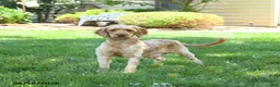 Mini Goldendoodle dogs for sale: Forest - Ad 4