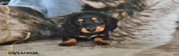 Miniature Dachshund dogs for sale: Coffee - Ad 4