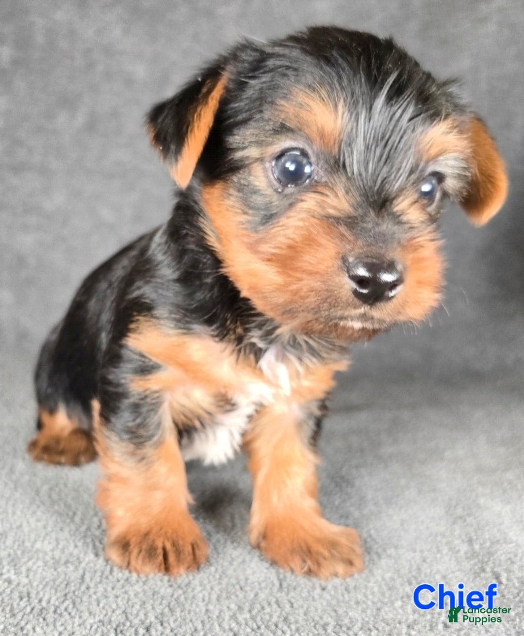 Yorkshire Terrier dogs for sale: Chief - Ad 14