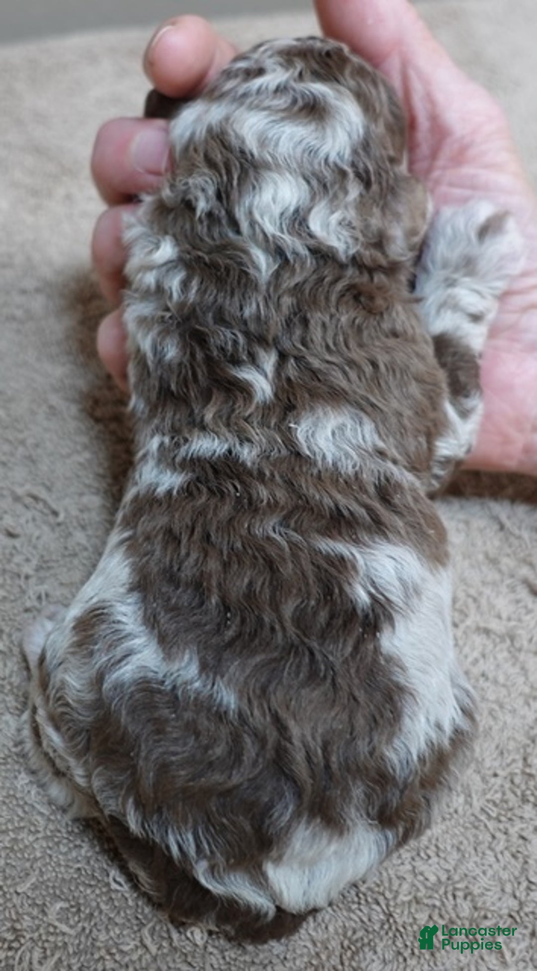 Toy Poodle dogs for sale: iven neutered 12/9/25 - Ad 14