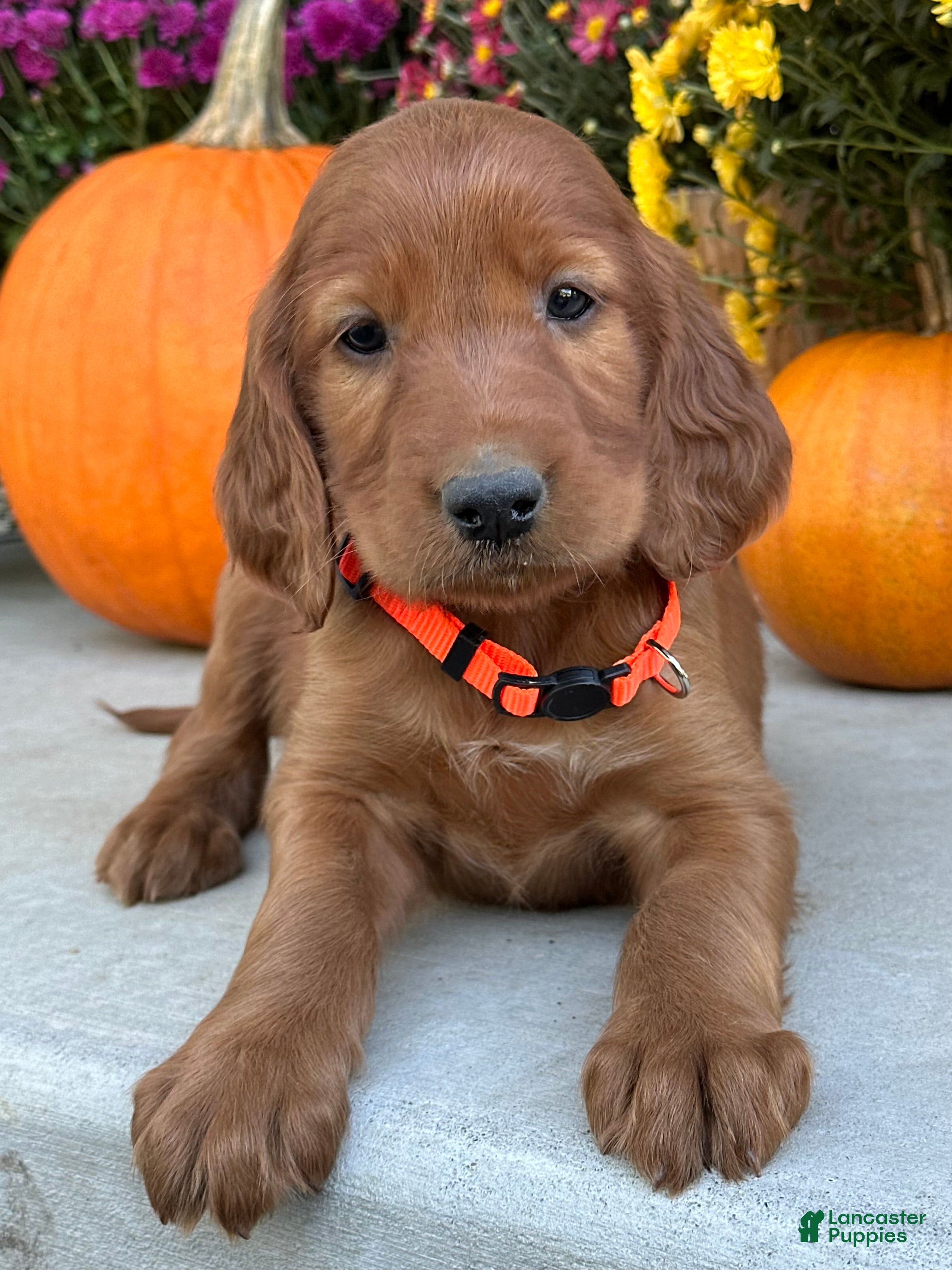 Irish Setter dogs Sailor - Ad 1