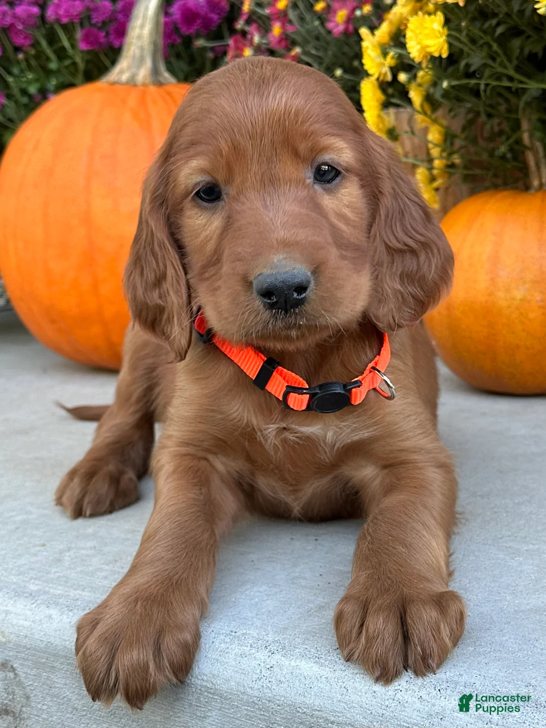 Irish Setter dogs for sale: Sailor - Ad 1