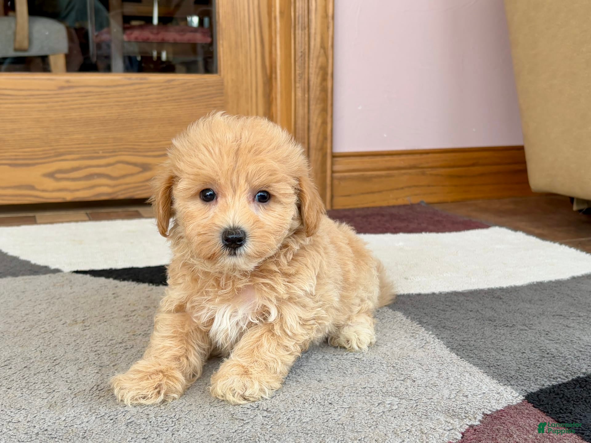 Maltipoo dogs Wyman - Ad 17