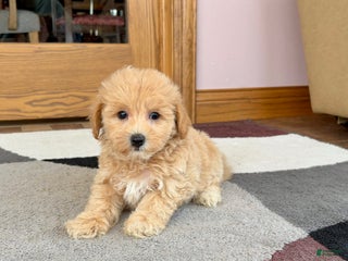 Maltipoo dogs Wyman - Ad 5
