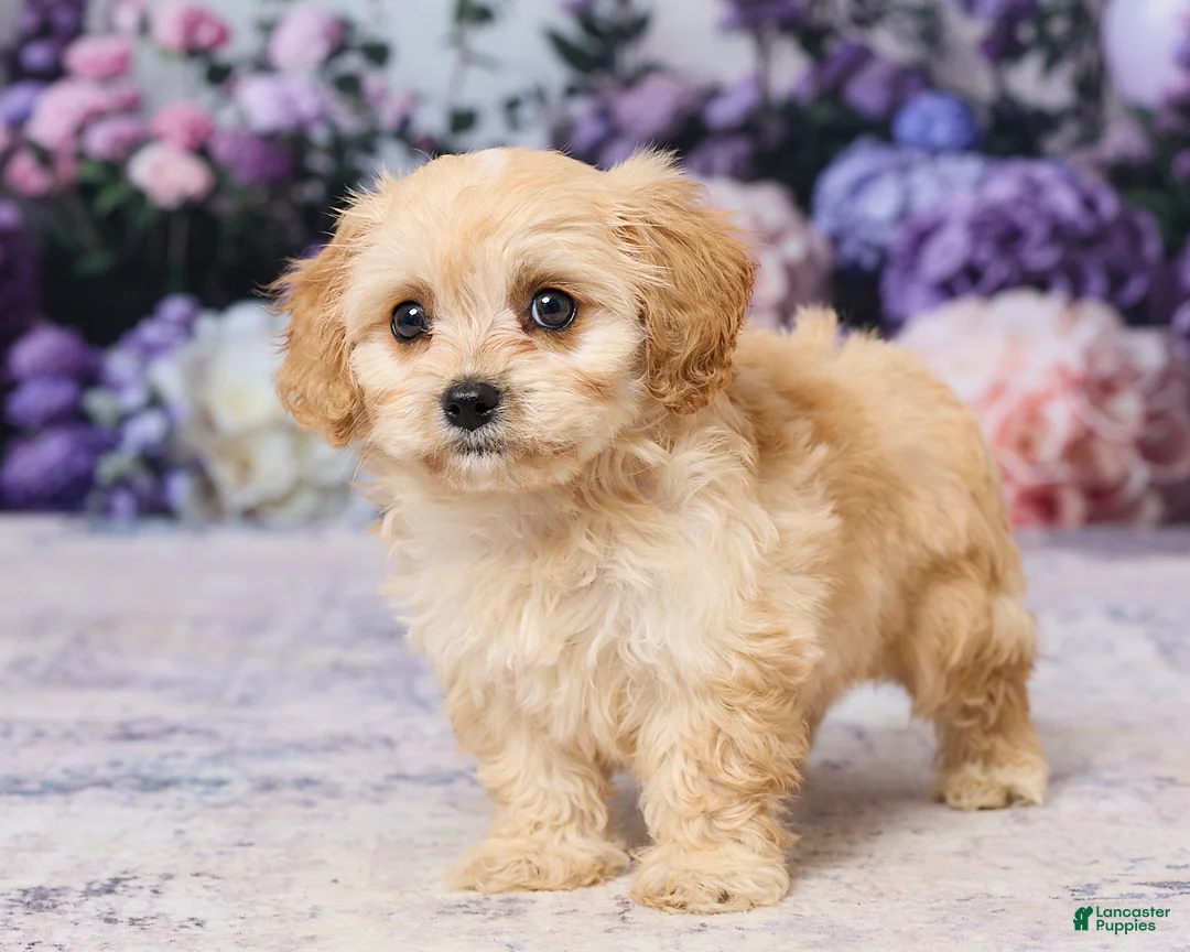 Cavachon dogs for sale: Asher - Ad 5