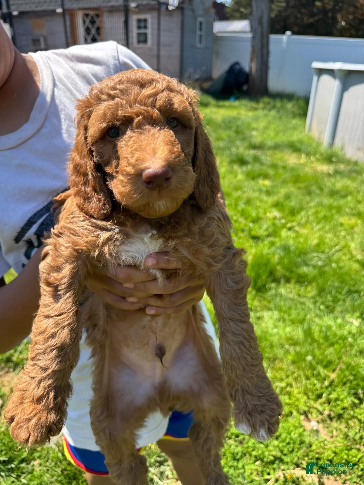 Standard Poodle dogs Standard Poodle Puppy 2 - Ad 2