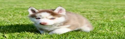 Pomsky dogs for sale: Rover - Ad 5