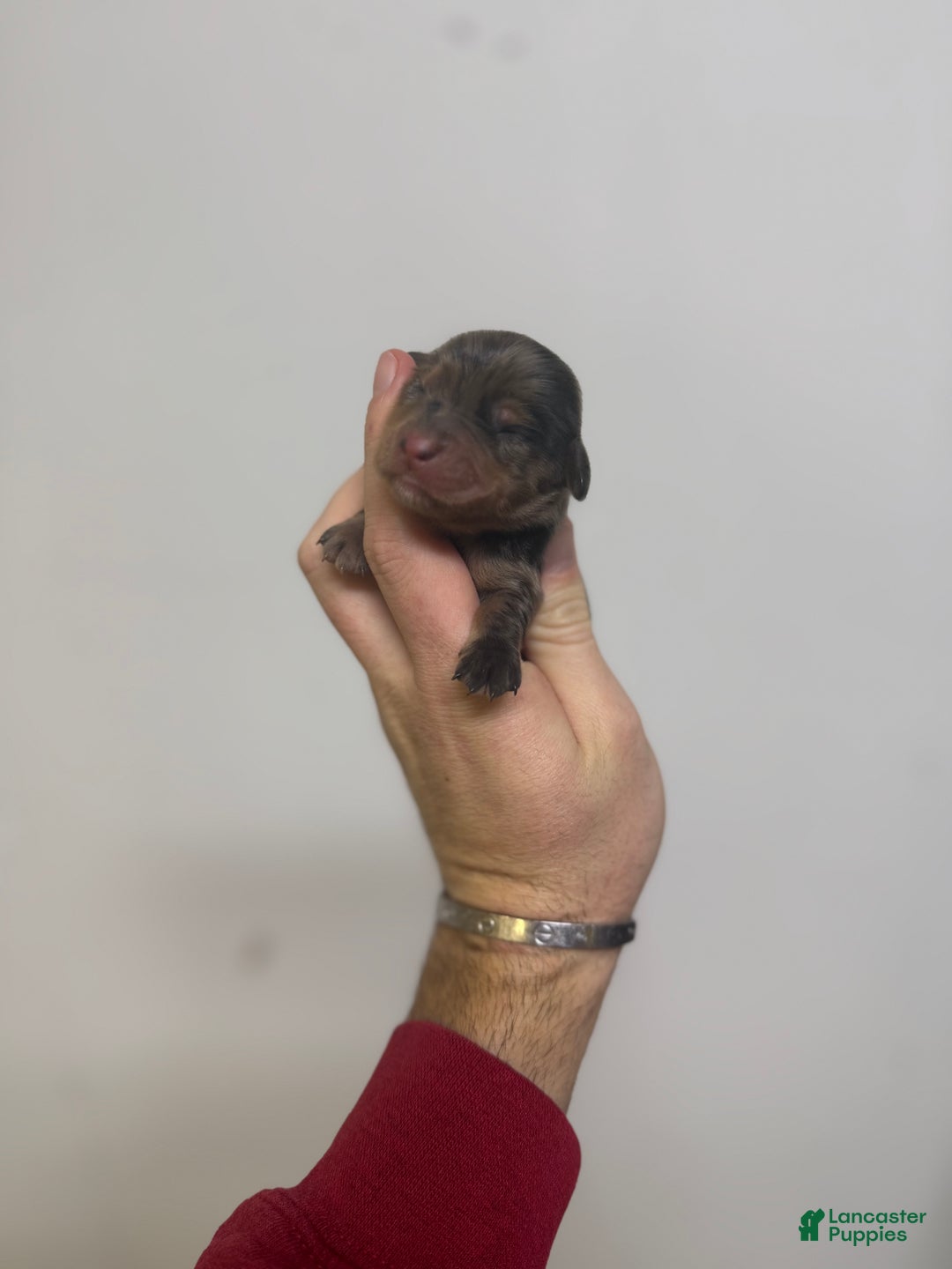 Miniature Dachshund dogs for sale: Colton LH  - Ad 2