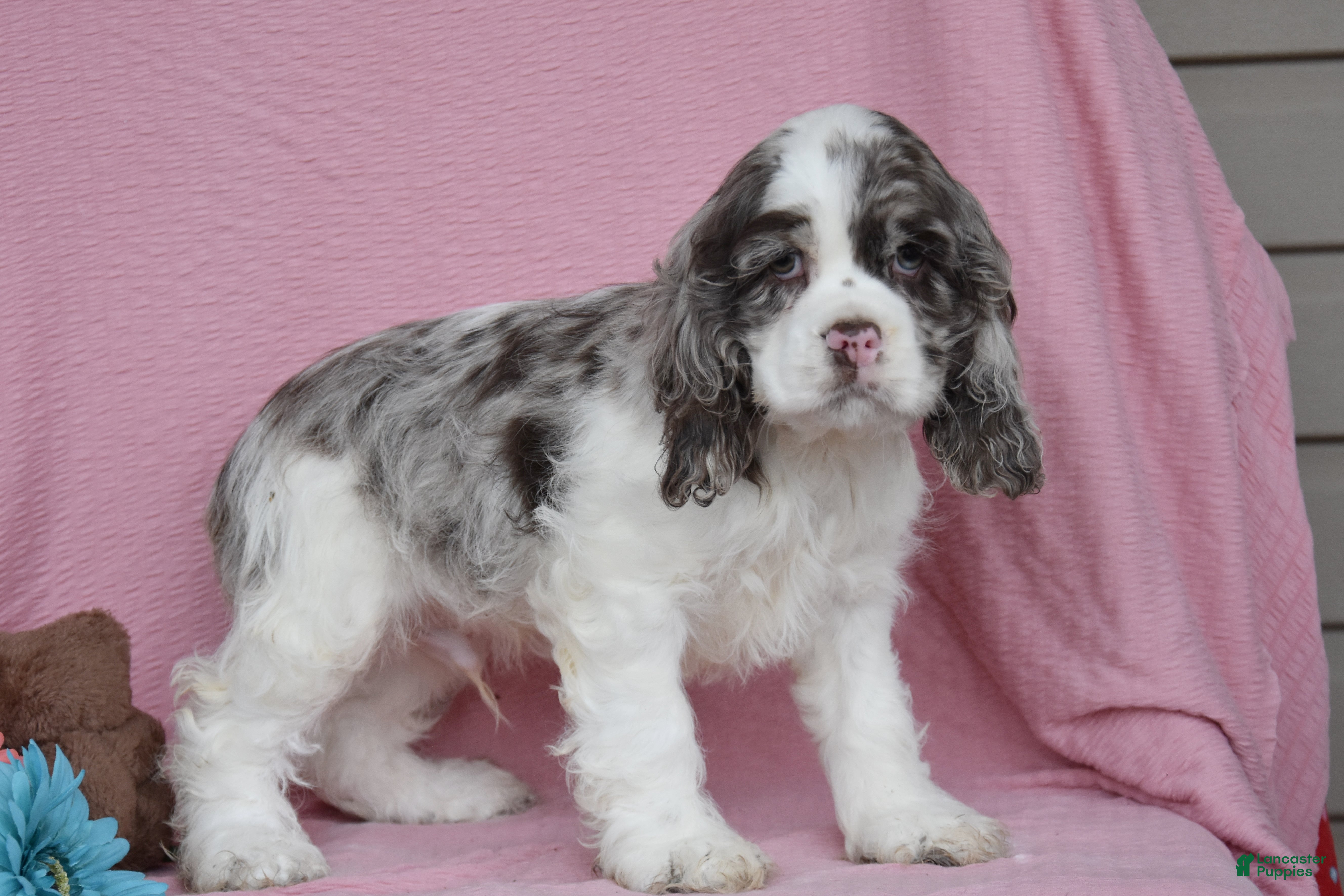 English Cocker Spaniel dogs Lukie - Ad 1