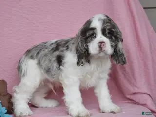 Cocker Spaniel dogs for sale: Lukie - Ad 3