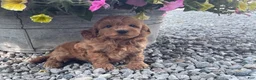 Mini Goldendoodle dogs for sale: Miles Mini Goldendoodle  - Ad 3