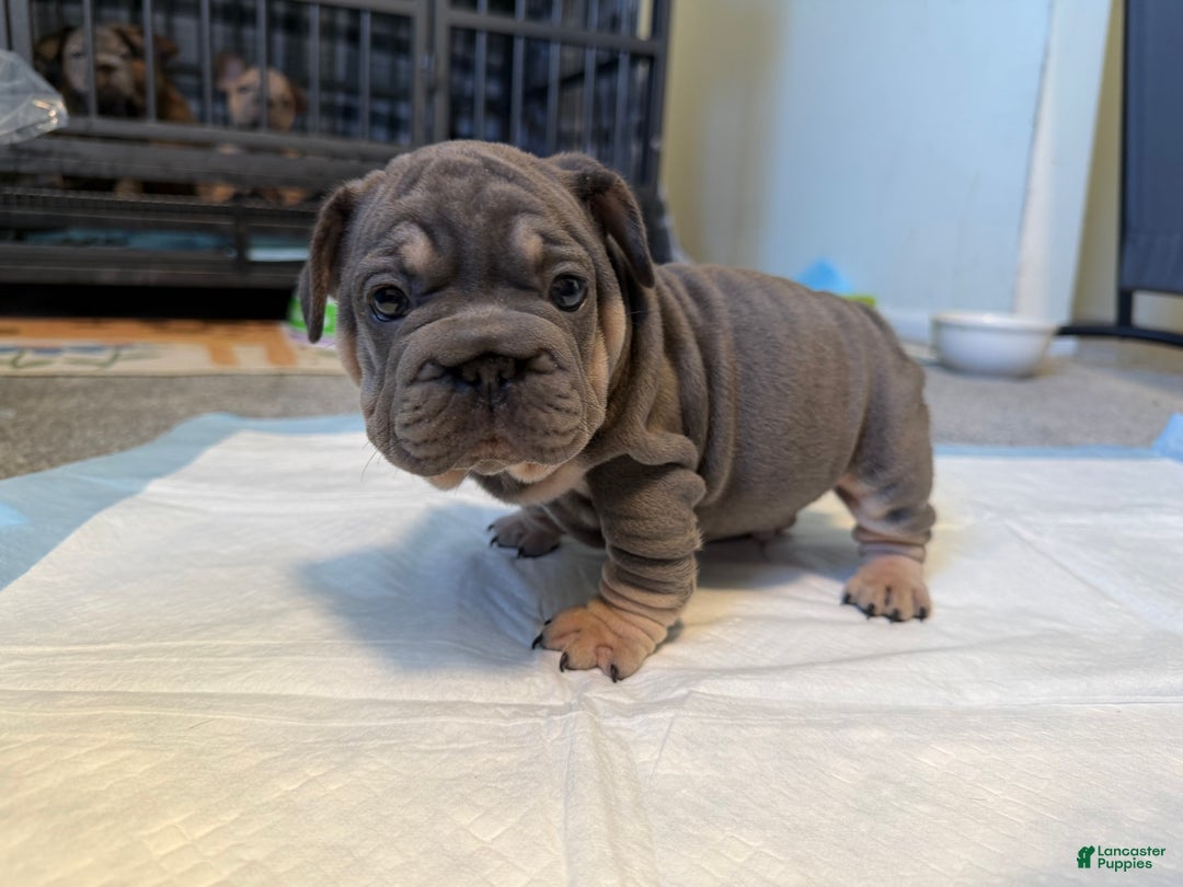 French Bulldog dogs for sale: French Bulldog Puppy 1 - Ad 3