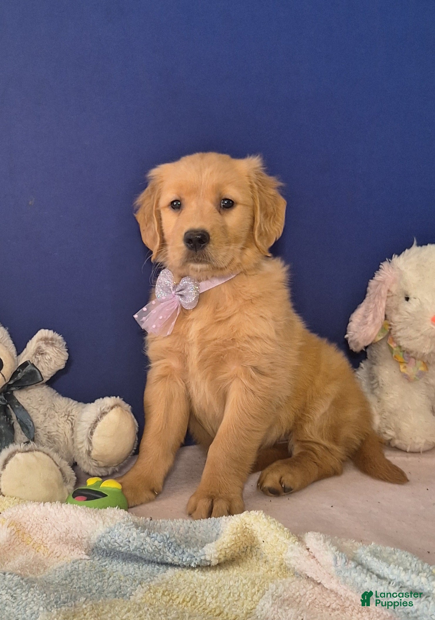 Golden Retriever dogs Ariana - Ad 1