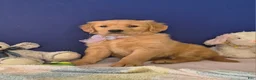 Golden Retriever dogs for sale: Ariana - Ad 1