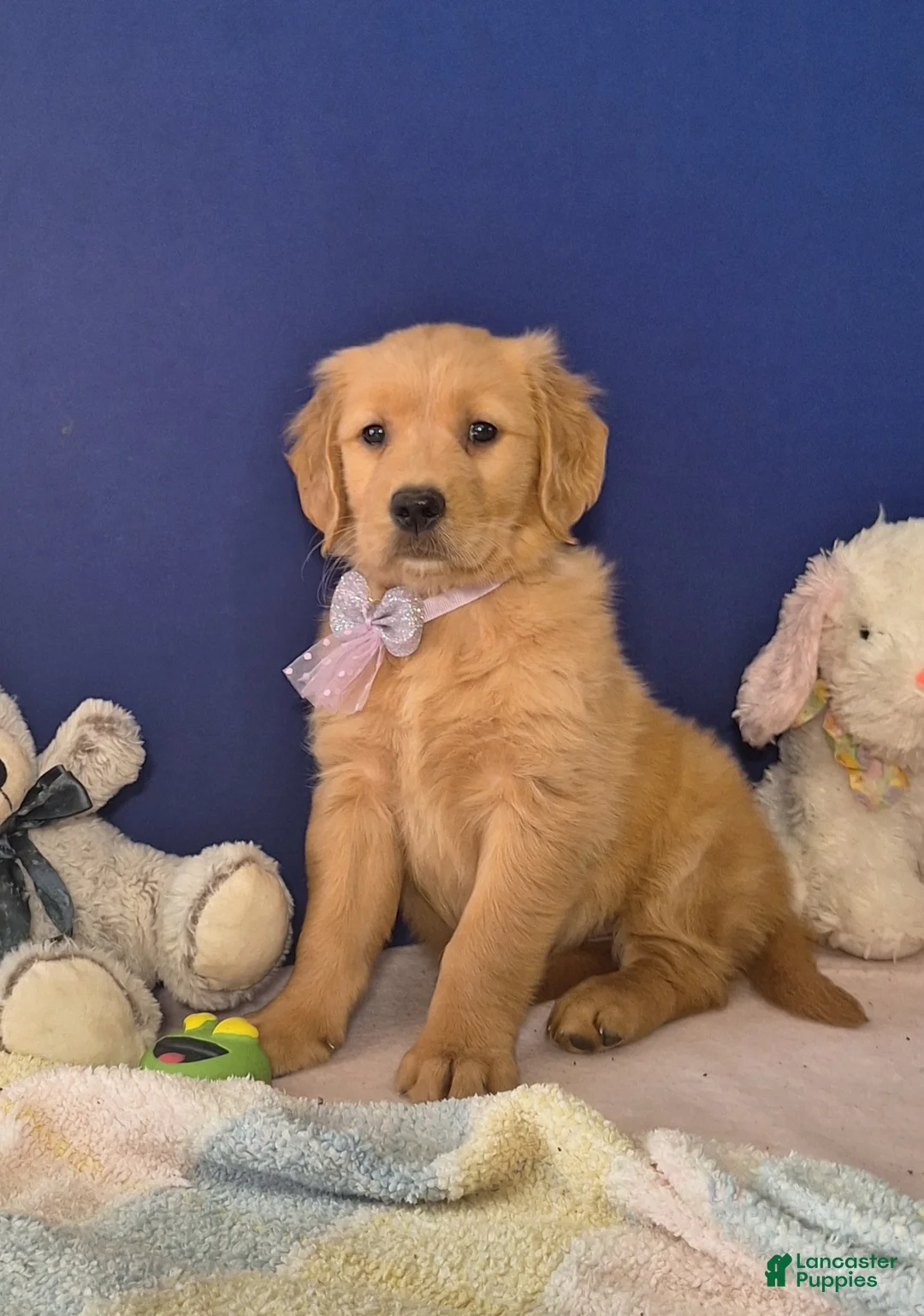 Golden Retriever dogs for sale: Ariana - Ad 1