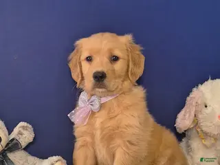 Golden Retriever dogs for sale: Ariana - Ad 1