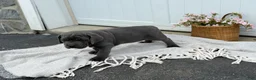 Cane Corso dogs for sale: Brute - Ad 14