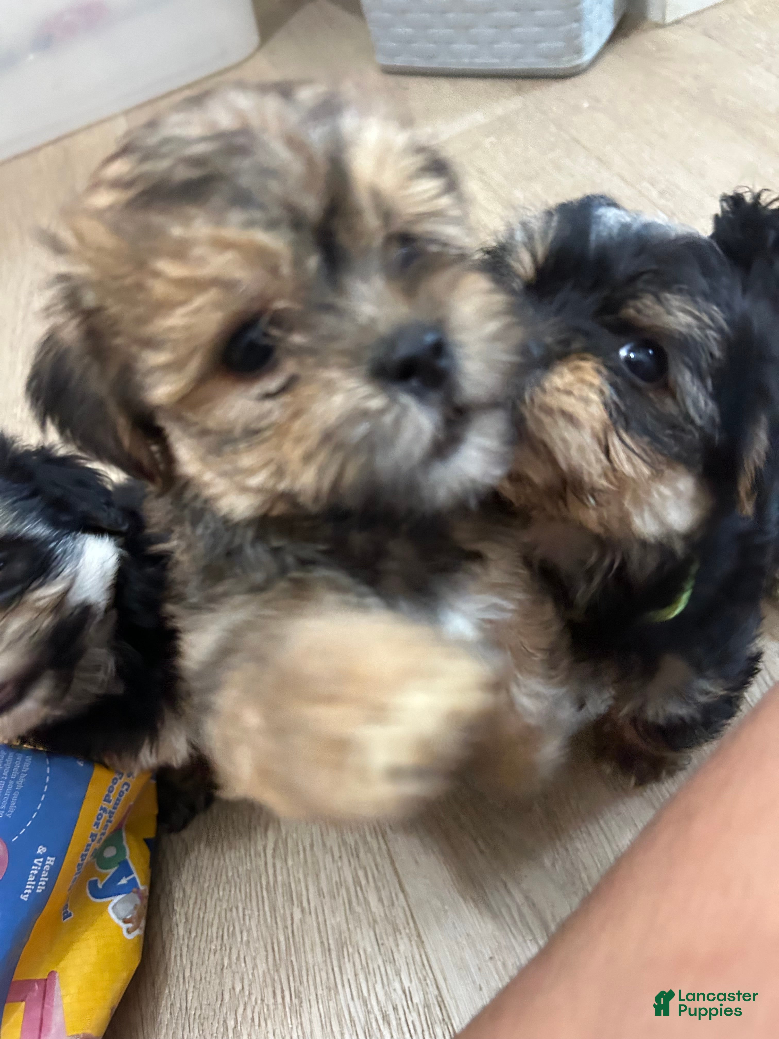 Mixed Breed dogs Brownie  - Ad 40