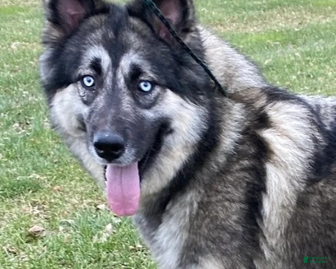 Siberian Husky dogs for sale: Siberian Husky Puppy 1 - Ad 1